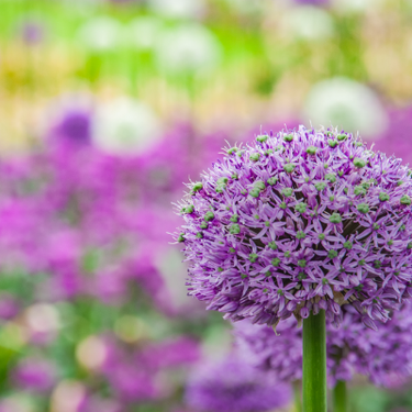 Giant Allium 'Gladiator'